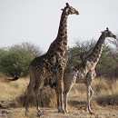 Namidie girafes